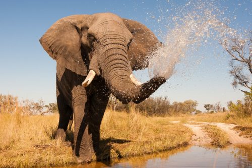 Elefant Shutterstock 203562334