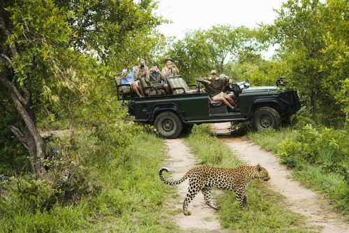 Safari Gruppenreise Shutterstock 145434481