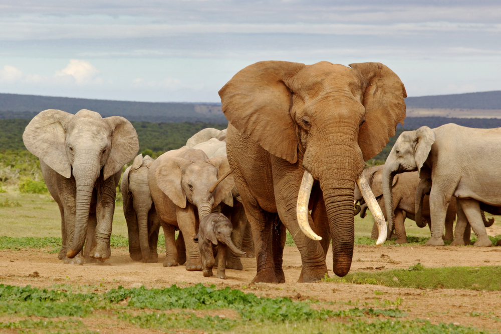An,Elephant,Herd,,Led,By,A,Magnificent,’tusker‘,Bull,At